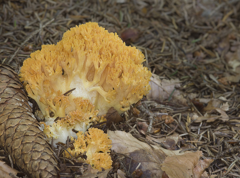 Ramaria largentii